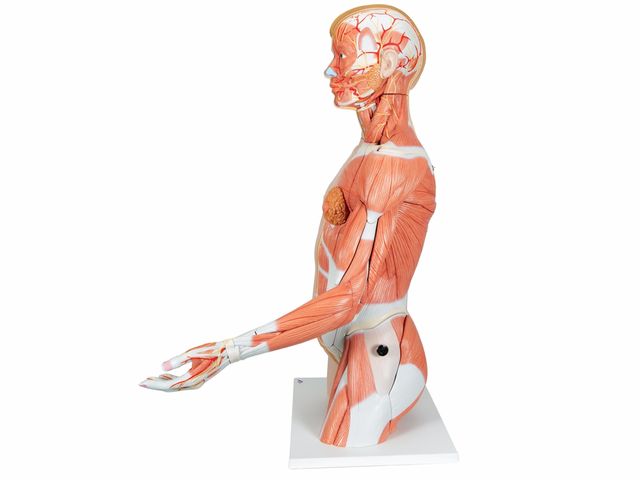 Torso de Luxo - com Braço Muscular - em 33 Partes - B42 - 3B Scientific Torso de Luxo - com Braço Muscular - em 33 Partes - B42 - 3B Scientific