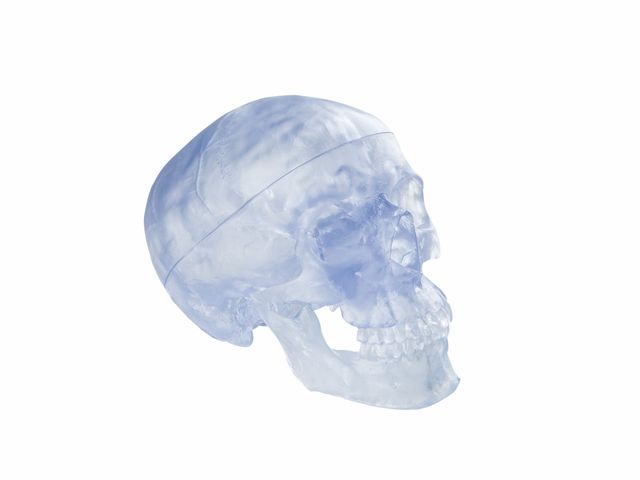 Crânio Transparente - A20/T - 3B Scientific Crânio Transparente - A20/T - 3B Scientific