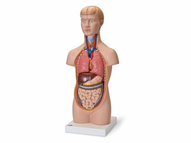 Mini Torso de 54cm em 12 Partes - B22 - 3B Scientific Mini Torso de 54cm em 12 Partes - B22 - 3B Scientific
