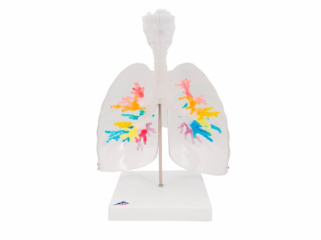 Árvore Brônquica - com Laringe e Pulmões Transparentes - G23/1 - 3B Scientific Árvore Brônquica - com Laringe e Pulmões Transparentes - G23/1 - 3B Scientific