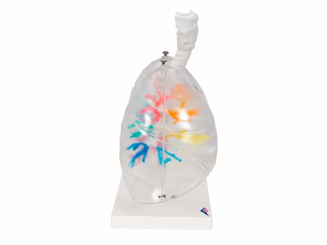 Árvore Brônquica - com Laringe e Pulmões Transparentes - G23/1 - 3B Scientific Árvore Brônquica - com Laringe e Pulmões Transparentes - G23/1 - 3B Scientific