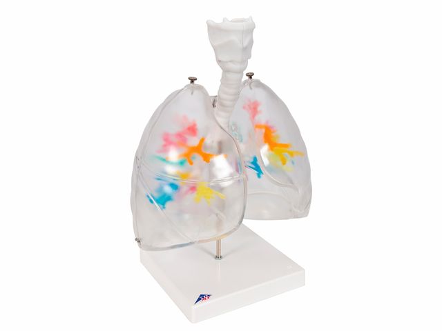 Árvore Brônquica - com Laringe e Pulmões Transparentes - G23/1 - 3B Scientific Árvore Brônquica - com Laringe e Pulmões Transparentes - G23/1 - 3B Scientific