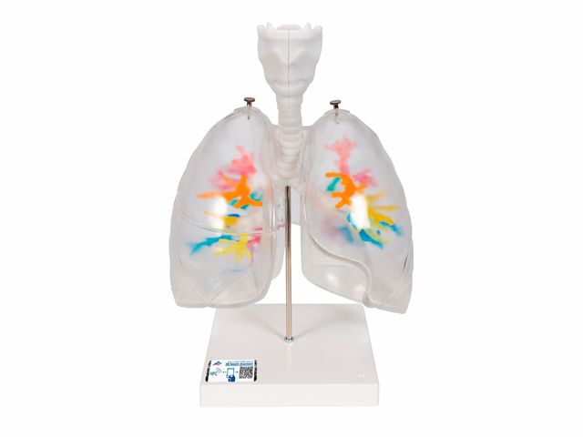 Árvore Brônquica - com Laringe e Pulmões Transparentes - G23/1 - 3B Scientific Árvore Brônquica - com Laringe e Pulmões Transparentes - G23/1 - 3B Scientific