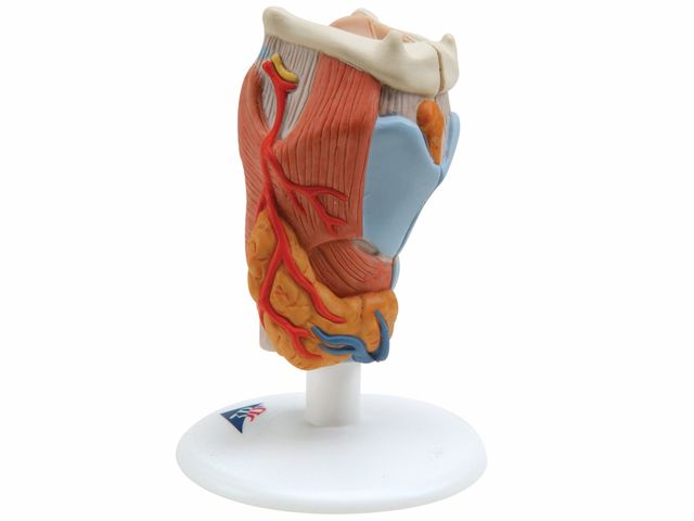 Laringe - em 2 Partes - G22 - 3B Scientific Laringe - em 2 Partes - G22 - 3B Scientific