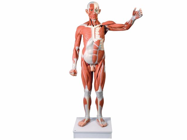 Figura Muscular - Masculina em Tamanho Natural - VA01 - 3B Scientific Figura Muscular - Masculina em Tamanho Natural - VA01 - 3B Scientific