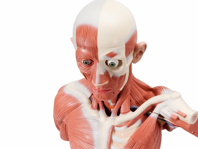 Figura Muscular - Masculina em Tamanho Natural - VA01 - 3B Scientific Figura Muscular - Masculina em Tamanho Natural - VA01 - 3B Scientific