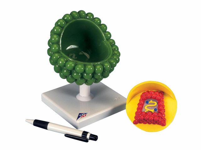 Modelo de Vírus - HIV - em 2 Partes - L40 - 3B Scientific Modelo de Vírus - HIV - em 2 Partes - L40 - 3B Scientific