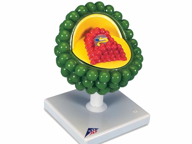 Modelo de Vírus - HIV - em 2 Partes - L40 - 3B Scientific Modelo de Vírus - HIV - em 2 Partes - L40 - 3B Scientific