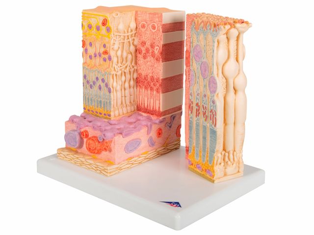 Olho MICROanatomy - 3B Scientific Olho MICROanatomy - 3B Scientific