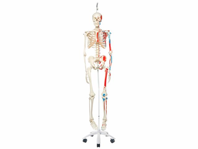 Esqueleto Max - com Apresentação dos Músculos e Suporte - A11/1 - 3B Scientific Esqueleto Max - com Apresentação dos Músculos e Suporte - A11/1 - 3B Scientific
