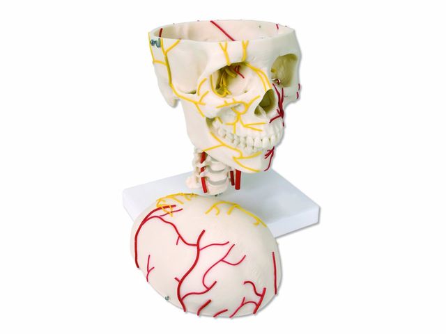 Crânio Neurovascular - W19018 - 3B Scientific Crânio Neurovascular - W19018 - 3B Scientific