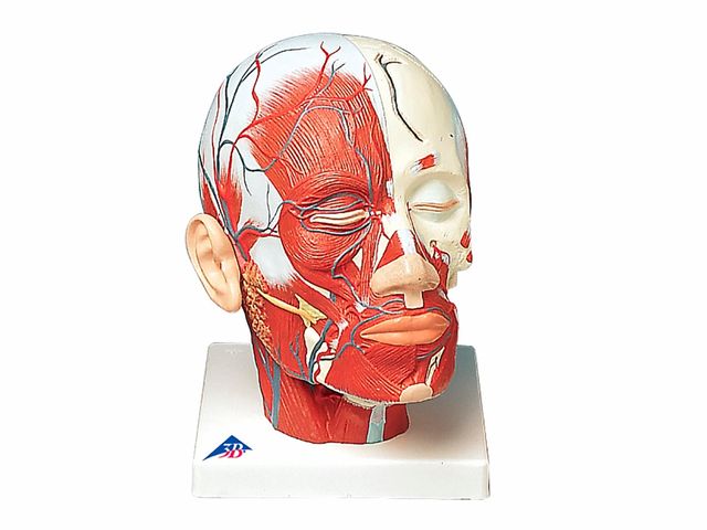 Musculatura da Cabeça - com Vasos Sanguíneos - VB128 - 3B Scientific Musculatura da Cabeça - com Vasos Sanguíneos - VB128 - 3B Scientific