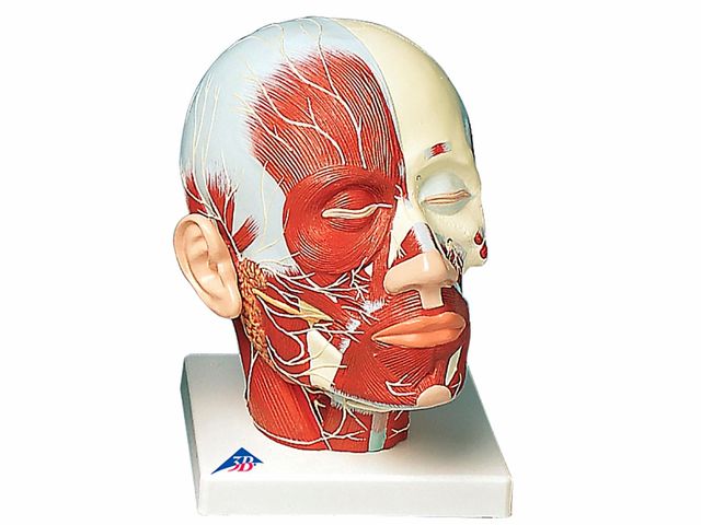 Musculatura da Cabeça - com Adição de Nervos - VB129 - 3B Scientific Musculatura da Cabeça - com Adição de Nervos - VB129 - 3B Scientific