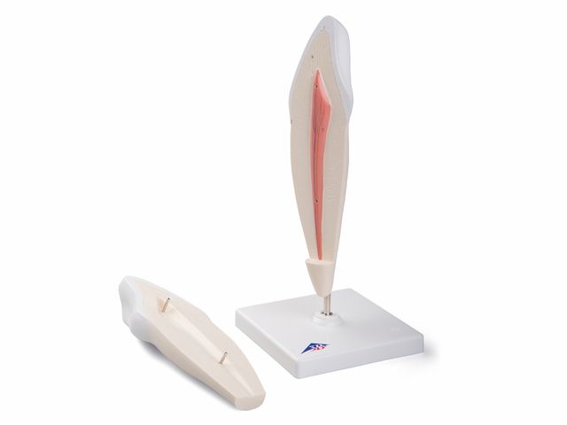 Canino Inferior - em 2 Partes - D10/2 - 3B Scientific Canino Inferior - em 2 Partes - D10/2 - 3B Scientific