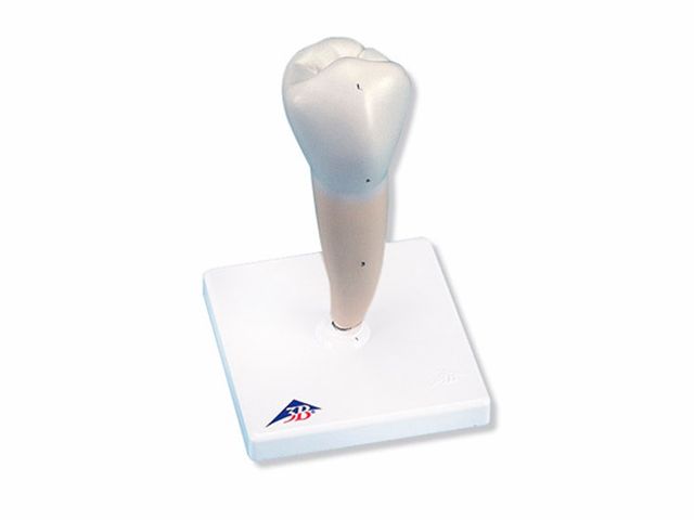 Pré-molar Inferior com Raiz Única 3B Scientific - D10/3 Pré-molar Inferior com Raiz Única 3B Scientific - D10/3