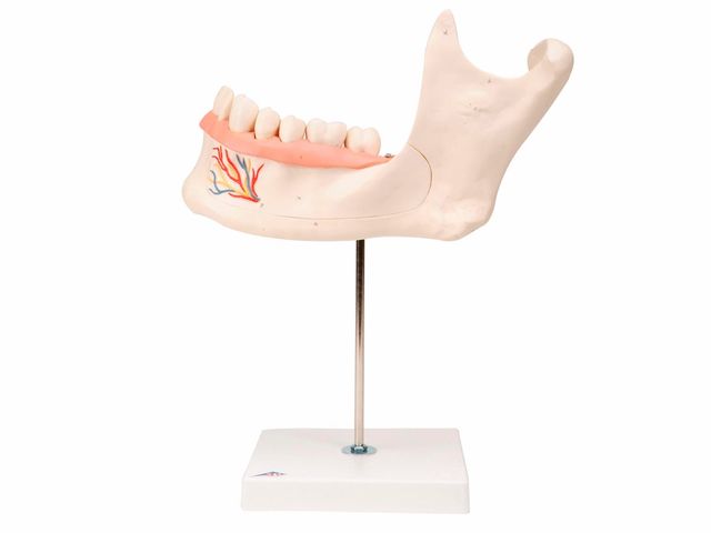 Metade Inferior da Mandíbula - 3x o Tamanho Natural - em 6 Partes - D25 - 3B Scientific Metade Inferior da Mandíbula - 3x o Tamanho Natural - em 6 Partes - D25 - 3B Scientific