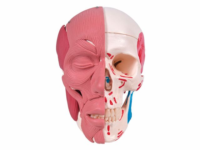 Crânio com Músculos Faciais - A300 - 3B Scientific Crânio com Músculos Faciais - A300 - 3B Scientific