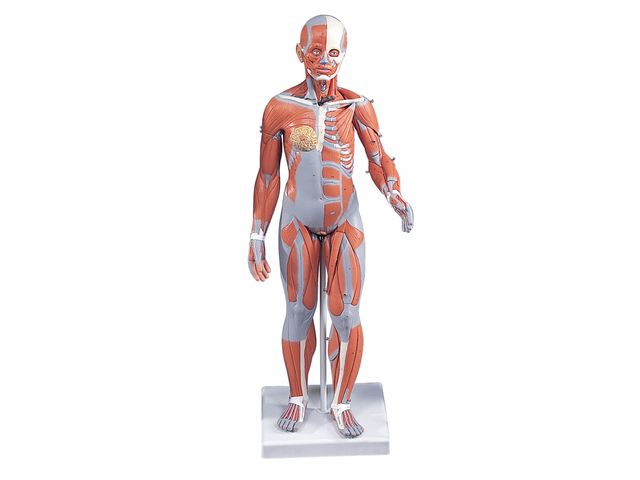 Figura Muscular Feminina em 21 Partes - B56 - 3B Scientific Figura Muscular Feminina em 21 Partes - B56 - 3B Scientific