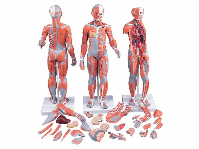 Figura Muscular em 33 Partes - Masculina e Feminina com Órgãos Internos - B55 - 3B Scientific Figura Muscular em 33 Partes - Masculina e Feminina com Órgãos Internos - B55 - 3B Scientific