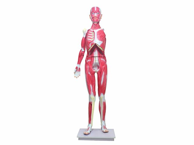 Modelo Muscular Assexuado - 170cm - 33 Partes - TGD-4000 - Anatomic Modelo Muscular Assexuado - 170cm - 33 Partes - TGD-4000 - Anatomic