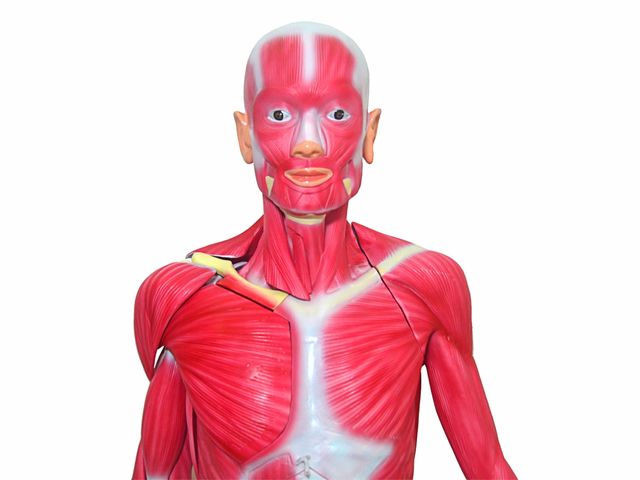 Modelo Muscular Assexuado - 170cm - 33 Partes - TGD-4000 - Anatomic Modelo Muscular Assexuado - 170cm - 33 Partes - TGD-4000 - Anatomic