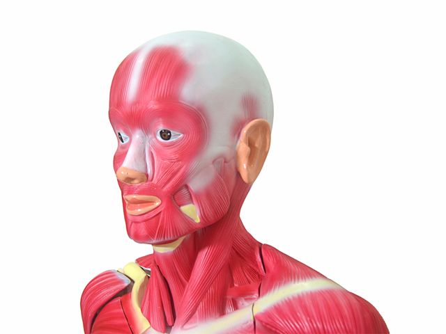 Modelo Muscular Assexuado - 170cm - 33 Partes - TGD-4000 - Anatomic Modelo Muscular Assexuado - 170cm - 33 Partes - TGD-4000 - Anatomic