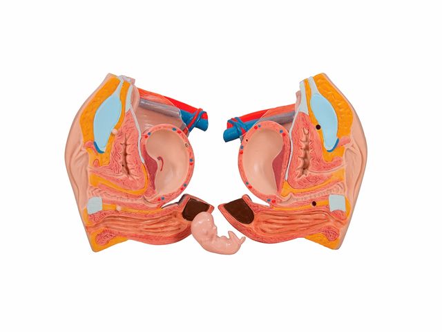 Torso de Luxo Masculino e Feminino em 28 partes - B35 - 3B Scientific Torso de Luxo Masculino e Feminino em 28 partes - B35 - 3B Scientific