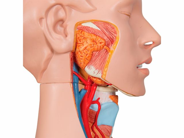 Torso de Luxo Masculino e Feminino em 28 partes - B35 - 3B Scientific Torso de Luxo Masculino e Feminino em 28 partes - B35 - 3B Scientific