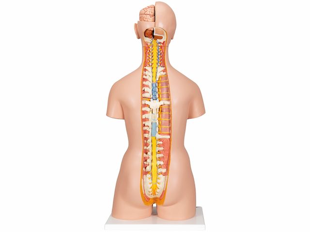 Torso de Luxo Masculino e Feminino em 28 partes - B35 - 3B Scientific Torso de Luxo Masculino e Feminino em 28 partes - B35 - 3B Scientific
