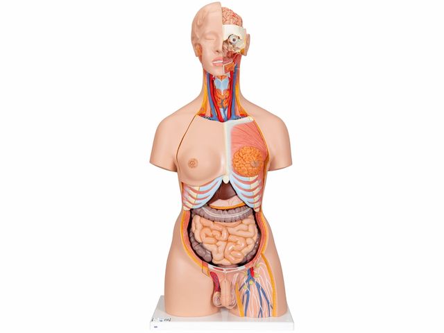 Torso de Luxo Masculino e Feminino em 28 partes - B35 - 3B Scientific Torso de Luxo Masculino e Feminino em 28 partes - B35 - 3B Scientific