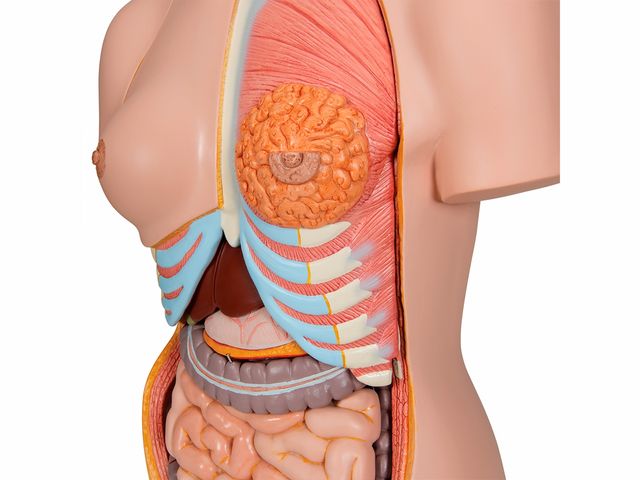 Torso de Luxo Masculino e Feminino em 28 partes - B35 - 3B Scientific Torso de Luxo Masculino e Feminino em 28 partes - B35 - 3B Scientific