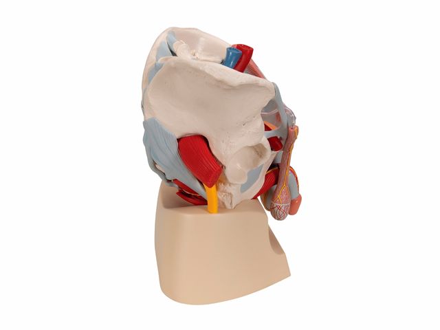 Pelve Masculina em 7 Partes - H21-3 - 3B Scientific Pelve Masculina em 7 Partes - H21-3 - 3B Scientific