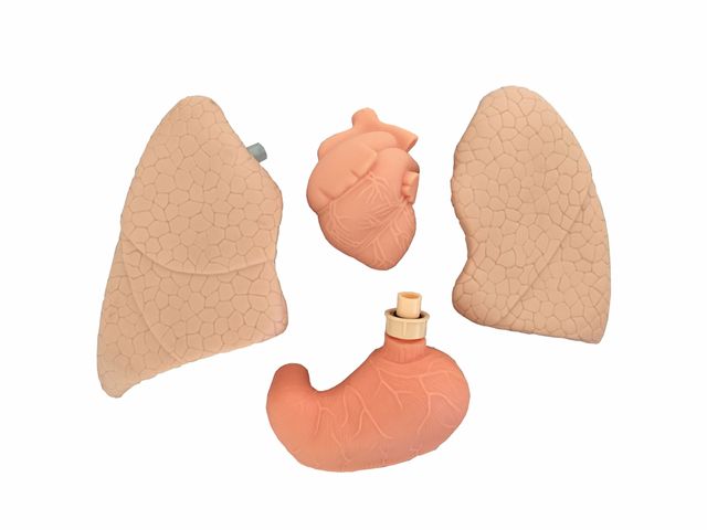 Manequim Bissexual Adulto - TZJ-0502 - Anatomic Manequim Bissexual Adulto - TZJ-0502 - Anatomic