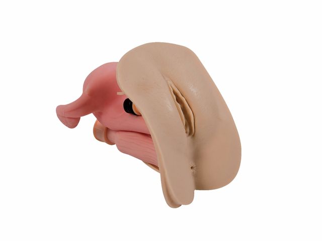 Manequim Bissexual Adulto - TZJ-0502 - Anatomic Manequim Bissexual Adulto - TZJ-0502 - Anatomic