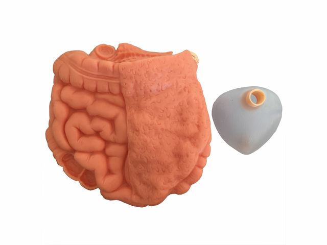 Manequim Bissexual Adulto - TZJ-0502 - Anatomic Manequim Bissexual Adulto - TZJ-0502 - Anatomic