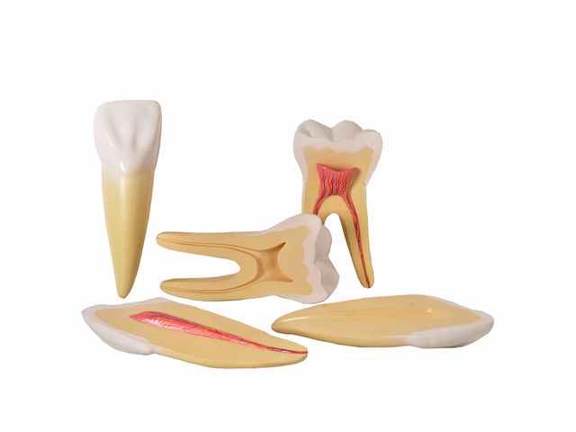 Dentes Ampliados - Canino, Incisivo e Molar - em 5 Partes - TGD-0311-A - Anatomic Dentes Ampliados - Canino, Incisivo e Molar - em 5 Partes - TGD-0311-A - Anatomic