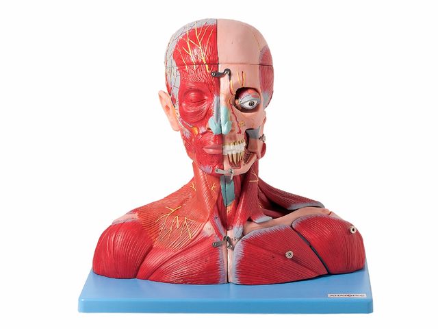 Cabeça e Pescoço Muscular, com Vasos, Nervos e Cérebro - com 19 partes - TZJ-4006-A - Anatomic Cabeça e Pescoço Muscular, com Vasos, Nervos e Cérebro - com 19 partes - TZJ-4006-A - Anatomic
