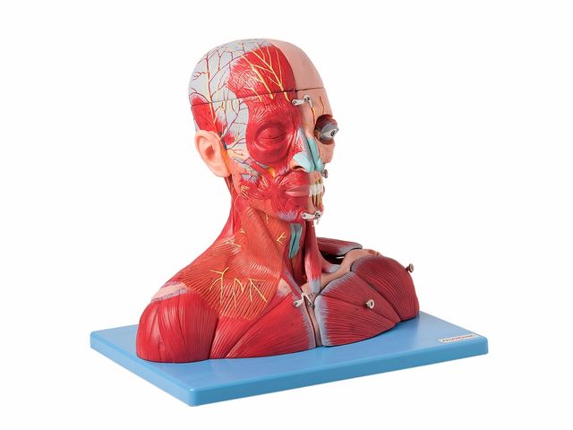 Cabeça e Pescoço Muscular, com Vasos, Nervos e Cérebro - com 19 partes - TZJ-4006-A - Anatomic Cabeça e Pescoço Muscular, com Vasos, Nervos e Cérebro - com 19 partes - TZJ-4006-A - Anatomic