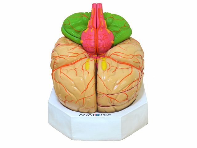 Cérebro Ampliado em 11 Partes - TGD-0303-B - Anatomic Cérebro Ampliado em 11 Partes - TGD-0303-B - Anatomic