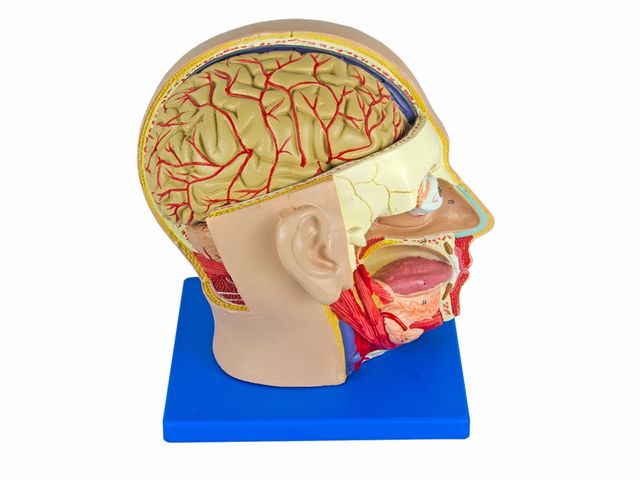 Cabeça em 4 Partes - TZJ-0300 - Anatomic Cabeça em 4 Partes - TZJ-0300 - Anatomic