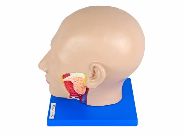 Cabeça em 4 Partes - TZJ-0300 - Anatomic Cabeça em 4 Partes - TZJ-0300 - Anatomic