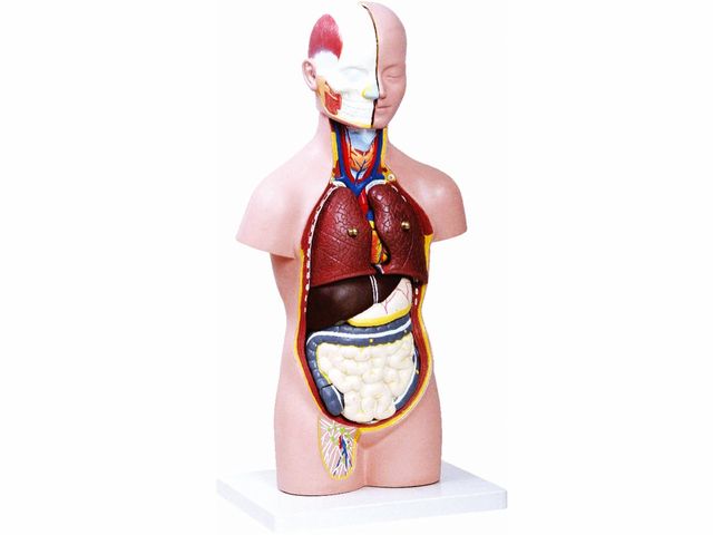 Torso Assexuado - 50cm - 12 partes - TZJ-0206-A - Anatomic Torso Assexuado - 50cm - 12 partes - TZJ-0206-A - Anatomic