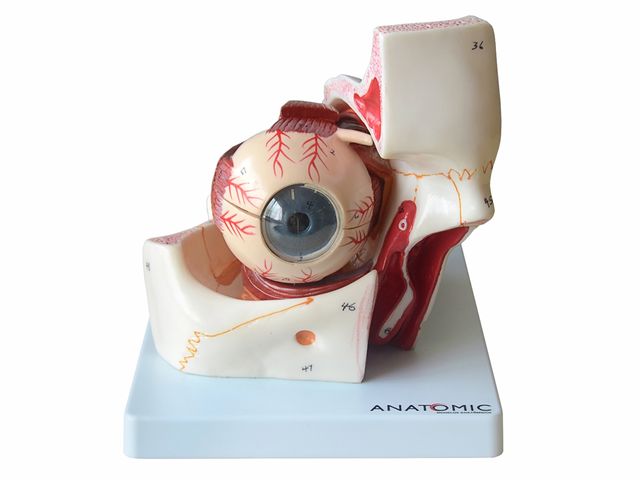 Olho em Órbita Ampliado em 10 Partes - TZJ-0307-B - Anatomic Olho em Órbita Ampliado em 10 Partes - TZJ-0307-B - Anatomic