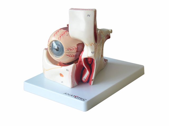 Olho em Órbita Ampliado em 10 Partes - TZJ-0307-B - Anatomic Olho em Órbita Ampliado em 10 Partes - TZJ-0307-B - Anatomic