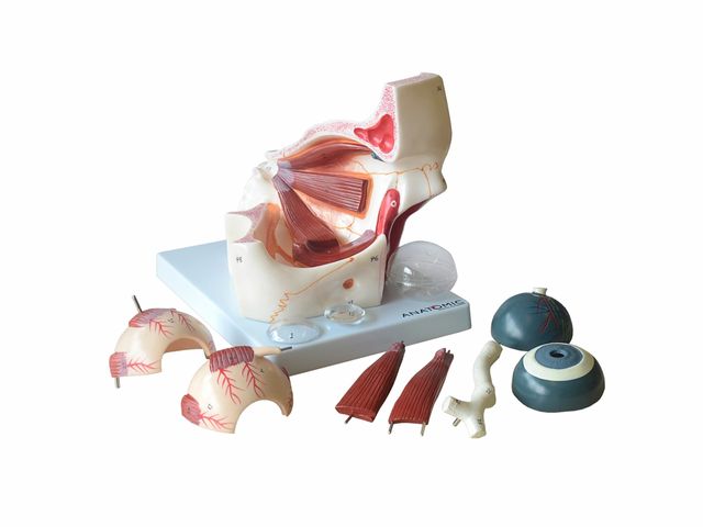 Olho em Órbita Ampliado em 10 Partes - TZJ-0307-B - Anatomic Olho em Órbita Ampliado em 10 Partes - TZJ-0307-B - Anatomic