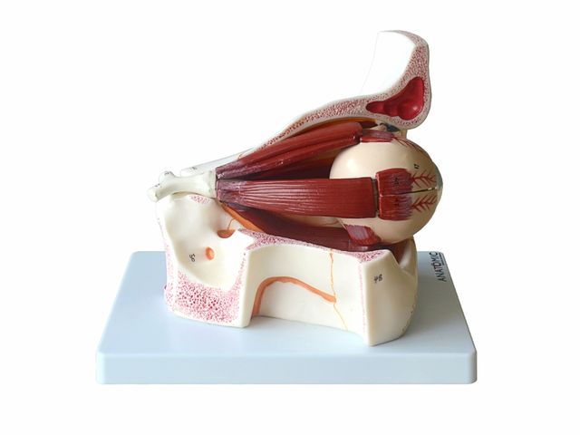 Olho em Órbita Ampliado em 10 Partes - TZJ-0307-B - Anatomic Olho em Órbita Ampliado em 10 Partes - TZJ-0307-B - Anatomic
