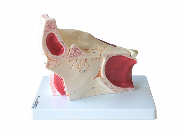 Olho em Órbita Ampliado em 10 Partes - TZJ-0307-B - Anatomic Olho em Órbita Ampliado em 10 Partes - TZJ-0307-B - Anatomic