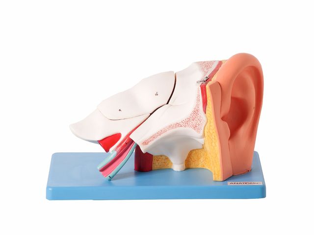 Ouvido Ampliado com 6 Partes TZJ-0309-A - Anatomic Ouvido Ampliado com 6 Partes TZJ-0309-A - Anatomic