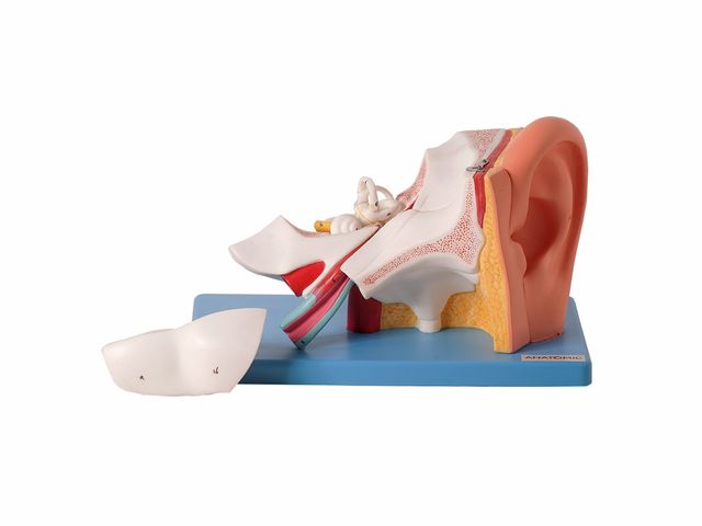 Ouvido Ampliado com 6 Partes TZJ-0309-A - Anatomic Ouvido Ampliado com 6 Partes TZJ-0309-A - Anatomic