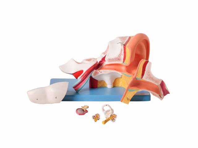 Ouvido Ampliado com 6 Partes TZJ-0309-A - Anatomic Ouvido Ampliado com 6 Partes TZJ-0309-A - Anatomic